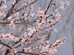 -白水寺森林公园