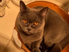 -宠福鑫康馨动物医院·骨科·眼科