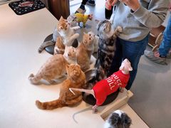 -飞行喵MR PILOT|猫舍·猫咖(静安大融城店)
