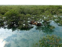 -北海金海湾红树林生态旅游区