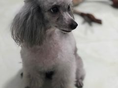 -奈斯宠物医院·核磁CT·异宠专科·内镜(中南店)