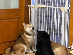 -是阿柴呀！柴犬咖啡·爱喵喵猫咖