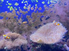 -江和美海洋公园