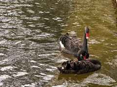 -上海动物园(地铁站)