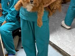 -pd派德宠物中心医院24H急重症·眼科中心·血液透析中心(嵩山北路店)