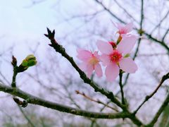 -天适樱花悠乐园