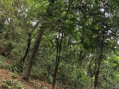 -窦圌山风景区