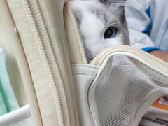 -伟伟宠物医院·CT影像中心·瑞派犬猫综合性门诊(汉口总院)