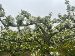 -树山生态村
