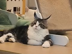 -猫域·湾主题猫咖·宠物吧(南坪城市广场店)