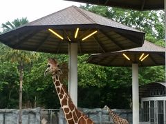 -清迈夜间动物园