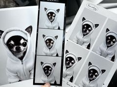 -读宠于你·约克夏比熊·睫角守宫·爬宠售卖(高新店)