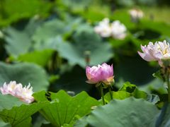 -池杉湖湿地公园