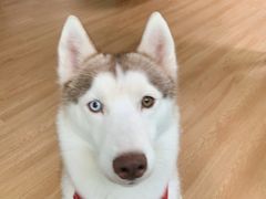 -Husky Go! 哈士奇体验馆·宠物咖啡厅狗咖