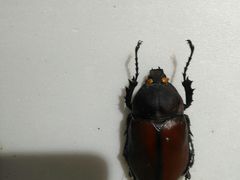 -上海昆虫博物馆