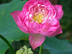 -陈家山荷花公园