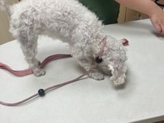 -瑞鹏宠物医院·超声·骨科·奇麟分院(蜀都万达店)