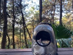 -铁山坪森林公园