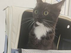 -四月宠物医院·猫专科·心脏专科·内科(转塘店)