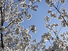 -新虹桥中心花园