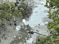 -北海金海湾红树林生态旅游区