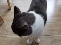 -李小姐の猫咖啡馆(五角场店)