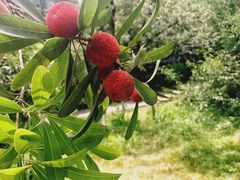 -塘栖枇杷特色园区