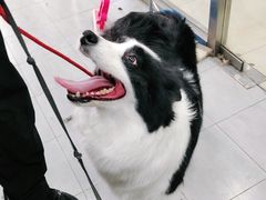 -宠福鑫康馨动物医院·骨科·眼科