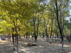 -长白岛森林公园