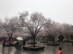 -大雁塔北广场音乐喷泉