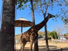 -大连森林动物园