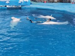 -海合安成都极地海洋公园