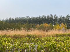 -大望京公园