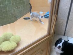 -帕帕拉兹宠物(亚洲旗舰店)