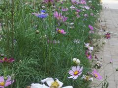 -荣德灶台鱼(圣泉寺店)