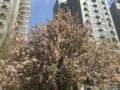 -比亚森自助烤肉料理(裕华店)