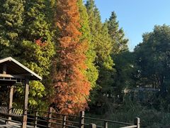 -溱湖国家湿地公园