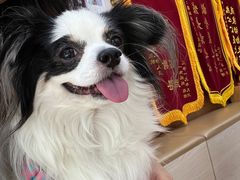 -瑞派中心宠物医院·CT·核磁·神经专科