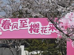 -高东镇樱花园