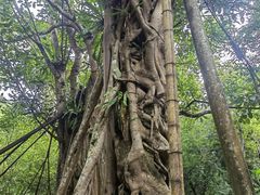 -中国科学院西双版纳热带植物园