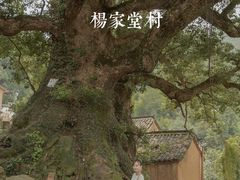 -杨家堂村