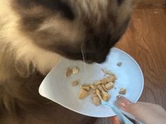 -楼上猫咖(罗湖店)