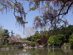 -嘉定紫藤园