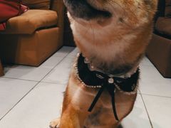 -柴务处·柴犬主题狗咖