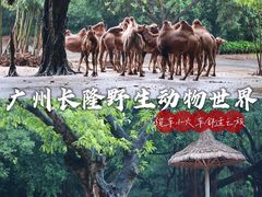 -广州长隆野生动物世界