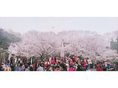 -武汉大学-樱园