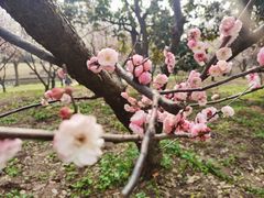-上海滨江森林公园