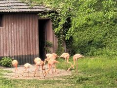 -合肥野生动物园