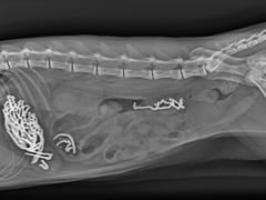 -康乐宝动物医院