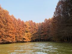 -上海海湾国家森林公园